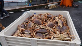 A bin full of Dungeness crabs on the pier in Newport on Jan. 27, 2026. These crabs are headed to China.