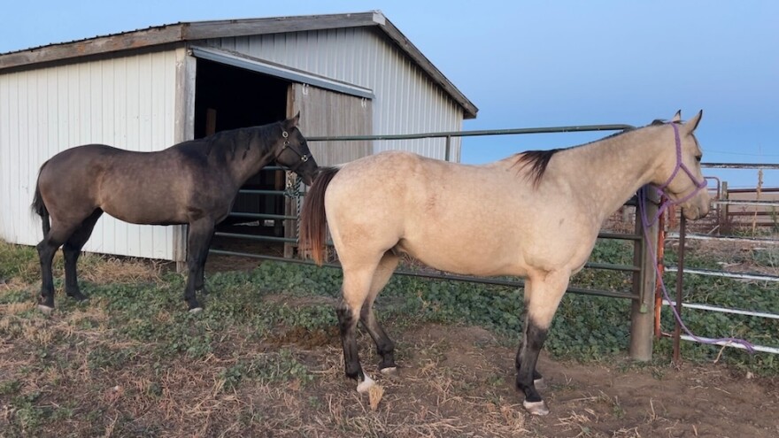 Two horses, one brown and one tan, are tied to a metal pipe fence next to a white shed. 