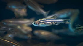 Zebrafish at Oregon State University's Sinnhuber Aquatic Research Laboratory.