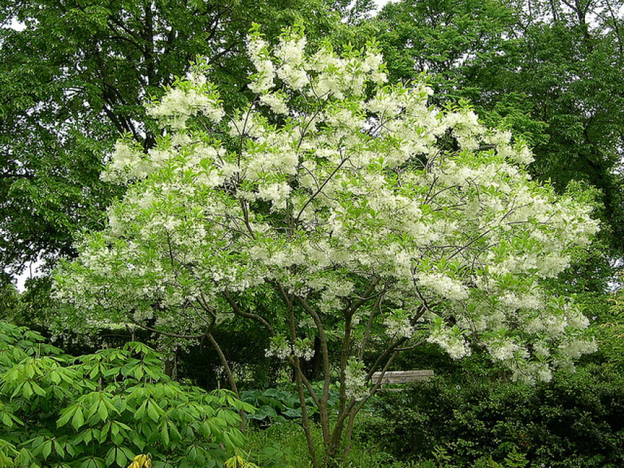 A fringe tree.
