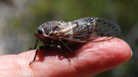 A cicada