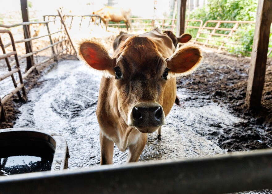 Bailey, a yearling [young] heifer calf who lives at the Ropp family farm in Normal. She is standing in mud.