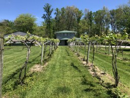 Wichmann Vineyard