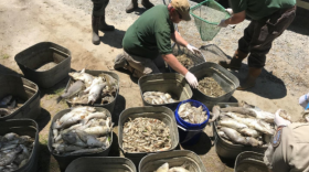 North Carolina Wildlife Resources Commission staff collect and sort dead fish at White Lake, N.C., in May 2018.