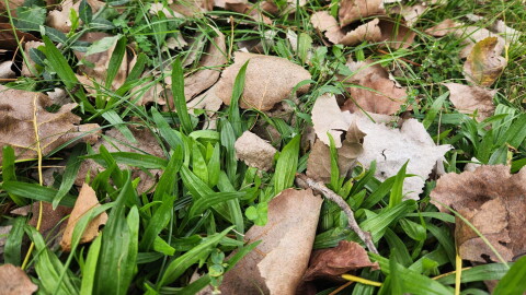 Many leaves piled in a front yard. 
