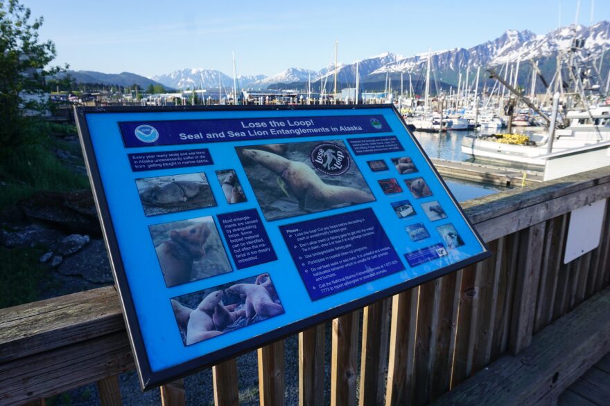 An information sign at the Seward harbor, seen on June 22, 2024, warns about the dangers to marine mammals from plastic trash in the water. The sign explains how seals and sea lions can become entangled in plastic trash.