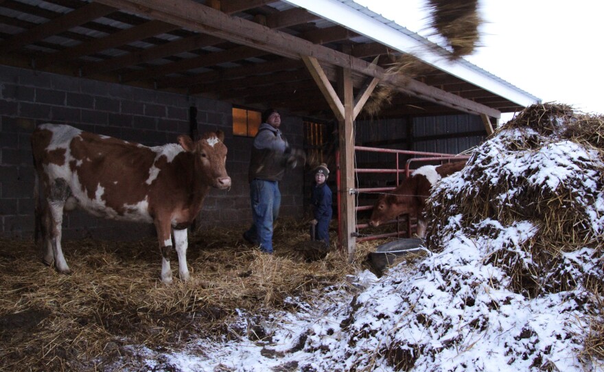 Joe Zanger and his son, Abram, clean out the cow barn. For the past few years, Zanger has been selling raw milk by the gallon to a growing number of customers living in Quincy, Ill., the city down the road from his dairy.