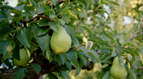 Bartlett pears suck up the last bit of energy from their trees just ahead of harvest near Hood River, Oregon, in August 2018.