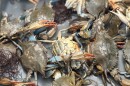 Blue crabs from the Lynnhaven River in Virginia Beach in May 2025.