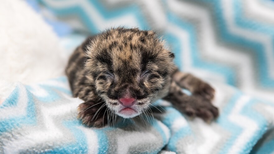 The Smithsonian says, "Clouded leopards are among the rarest of the world's cat species and one of the most secretive. Due to limited knowledge of this species, they have proved difficult to breed in captivity."