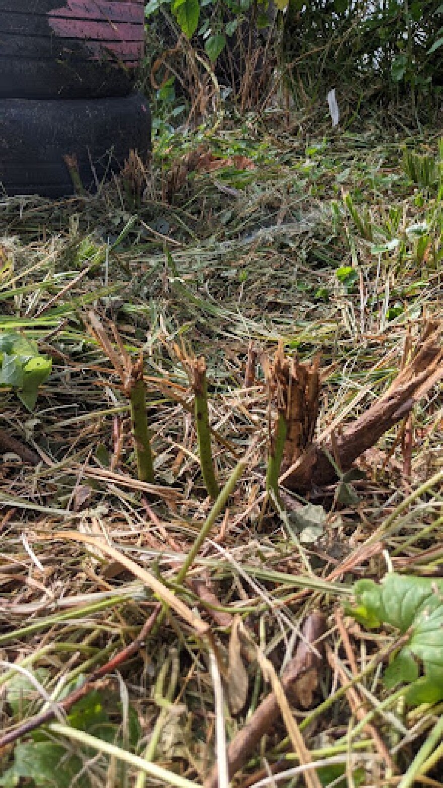 Abigail Larrison says this is what remains of one of her three rose bushes at the Community House, 800 W. Thrush, after the community development department removed most of the vegetation from her community garden.