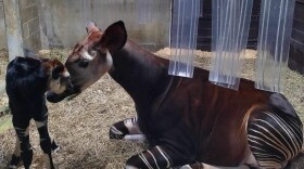 An adult okapi lays on straw and nuzzles its standing offspring.