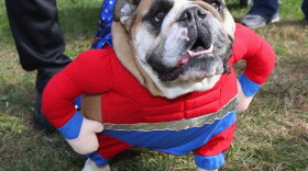 An English Bulldog in a Halloween costume parades around Eisenhower Park during Barkfest on Oct. 26, 2019 in East Meadow, New York. (Bruce Bennett/Getty Images)