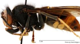 Yellow-legged hornets have been spotted in Union County.