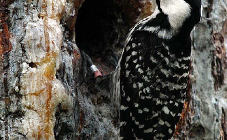 Red-cockaded woodpecker