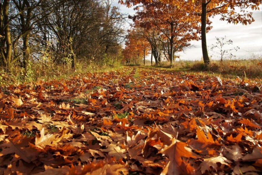 Fallen leaves along a trail 