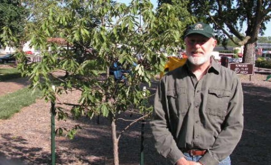 Former Tree Board Chairman Randy Powelll and newly-planted oak tree