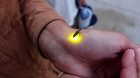 A firefly's flash can actually warn off predators from eating them
