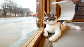 A cat at Louisville's Purrfect Day Cafe.