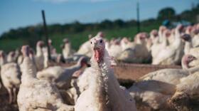 Turkeys being raised at Buttonwood Farm in California, Missouri, a free range farming facility