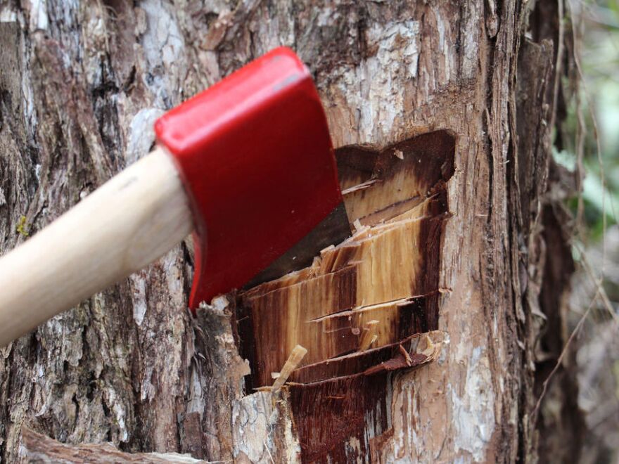 Researchers cut samples of infected 'ōhi'a trees to test for the new strain of fungus, Ceratocystis fimbriata.