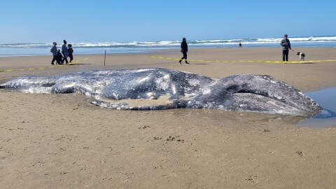 A dead gray whale on a beach near Florence, March 26, 2026.