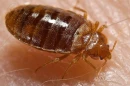 Extreme close-up of a bed bug. 