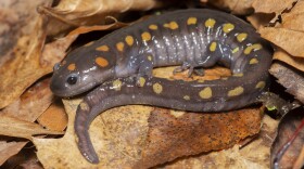  A spotted salamander on the forest floor. They're dependent on vernal pools for reproduction.