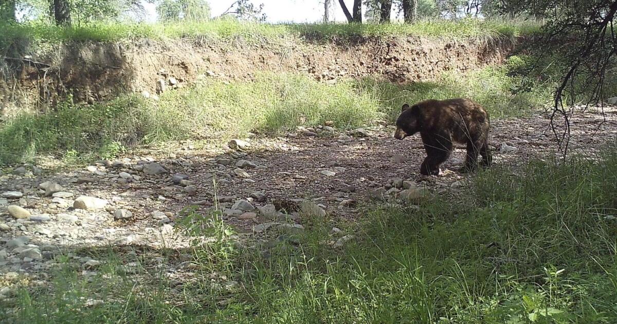 A bear walks along a dry creek bed in the shade of neighboring trees