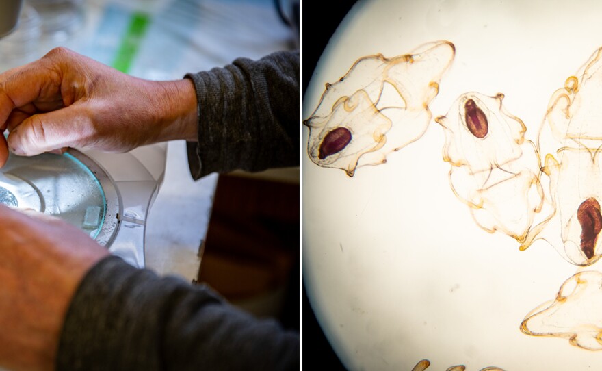 Left: Jason Hodin, research scientist at UW Friday Harbor Laboratories who is leading the captive rearing program, prepares to view sea star larvae under a microscope. Right: Sunflower sea star larvae, born in mid-January, seen under a microscope. The dark oval shapes are stomachs.