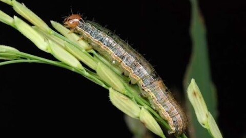 Fall armyworm on a plant