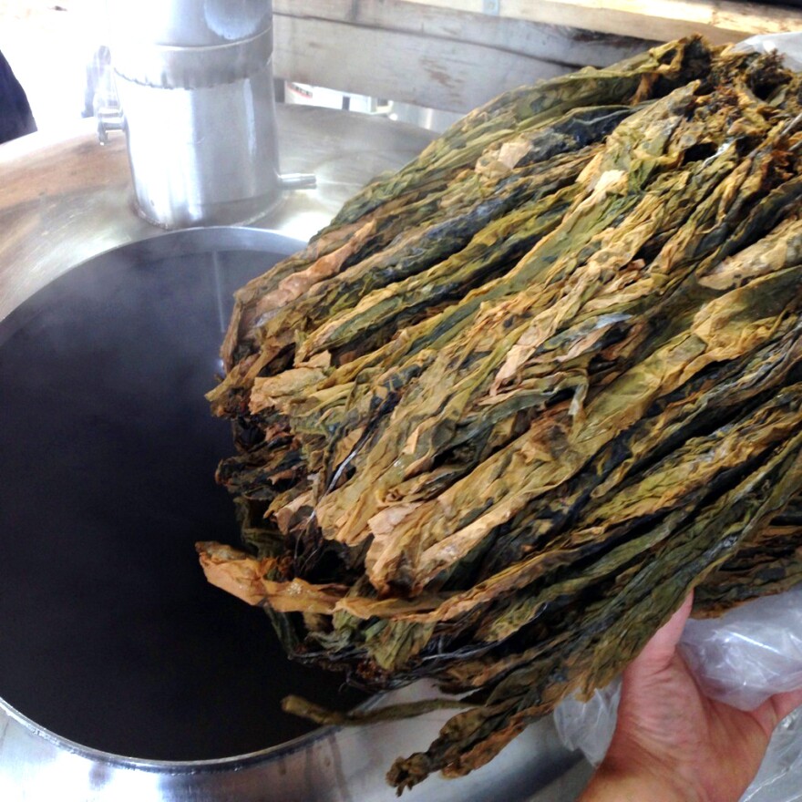 The sugar kelp used to make beer.