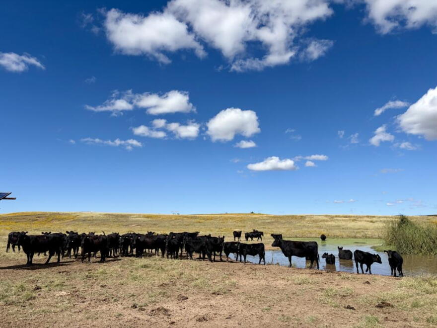 A herd on Ross Humphreys’ ranch in Southern Arizona wades through the watering hole. (Peter O’Dowd/Here & Now)