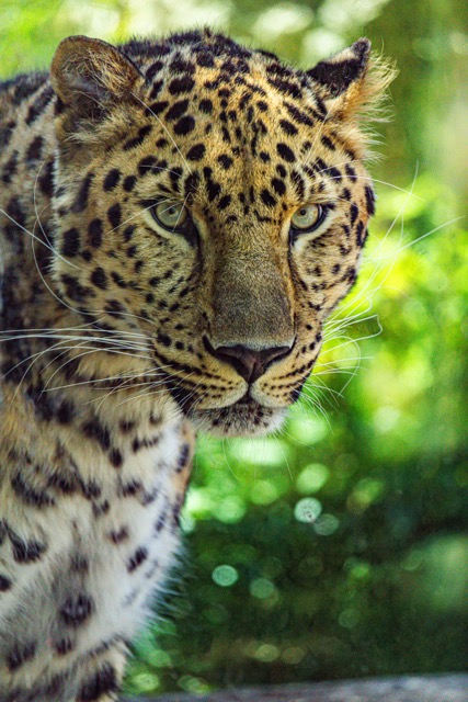 amurleopard-050725-12-medium.jpeg