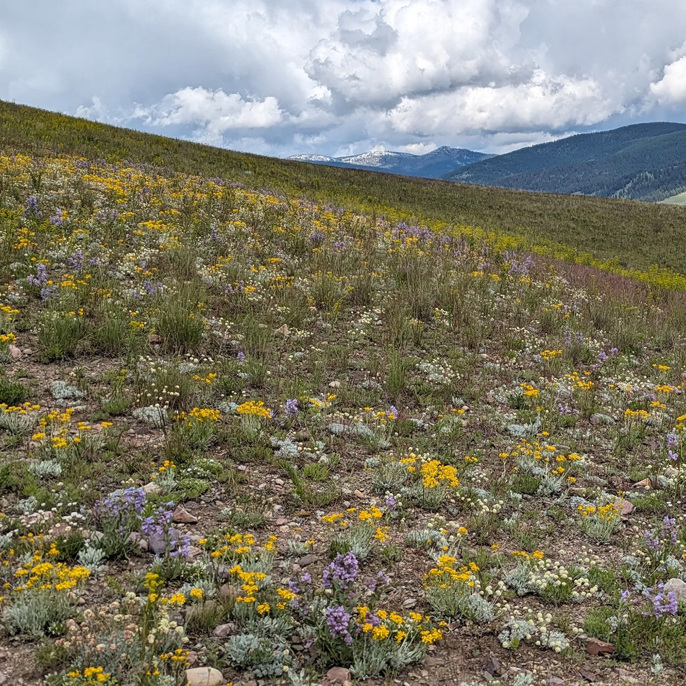 Small Wonders in Missoula's North Hills | Montana Public Radio