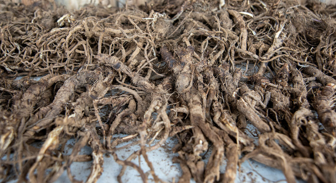 Roots