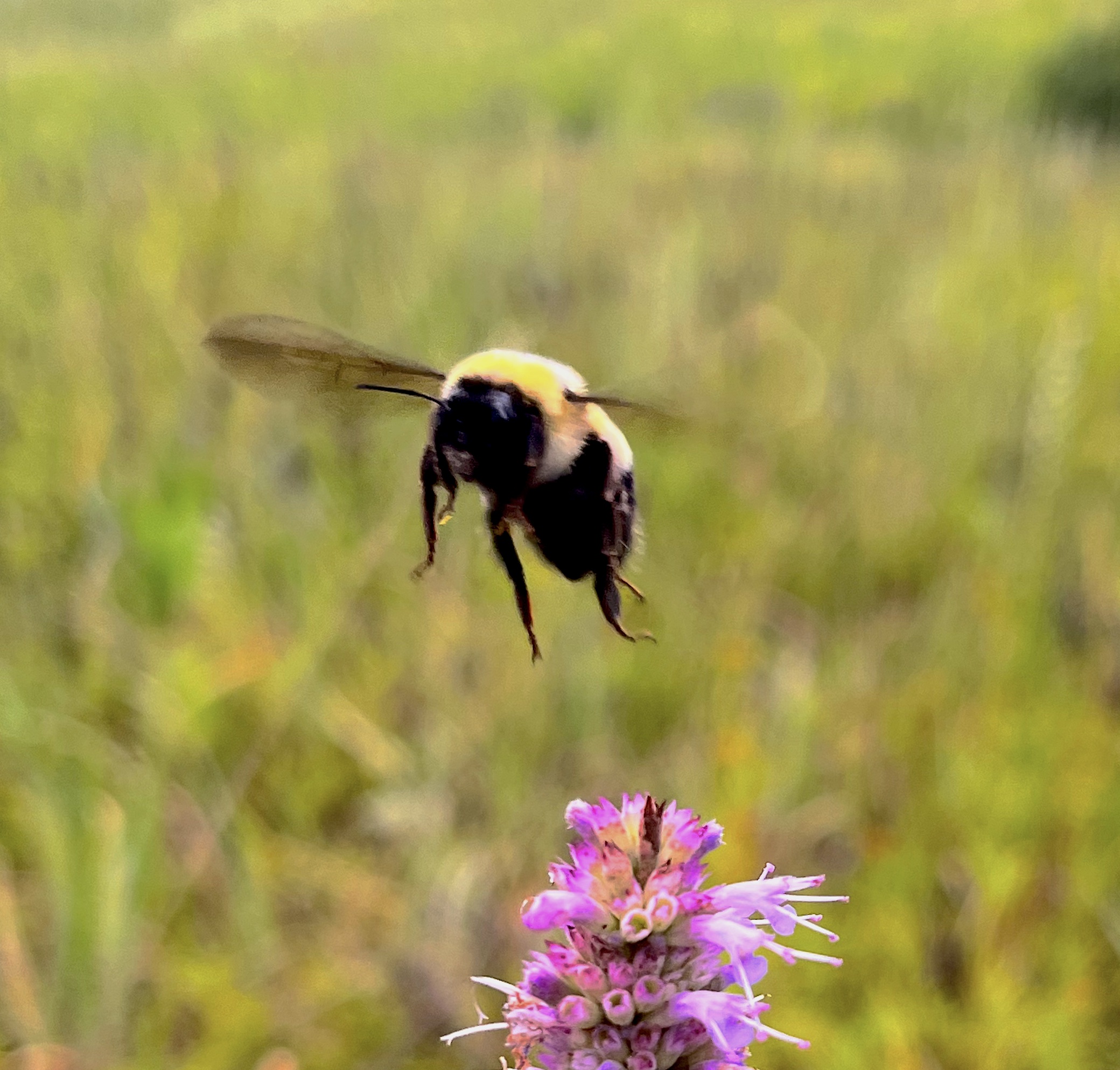Phenology Talkbacks, August 16th 2022 | KAXE