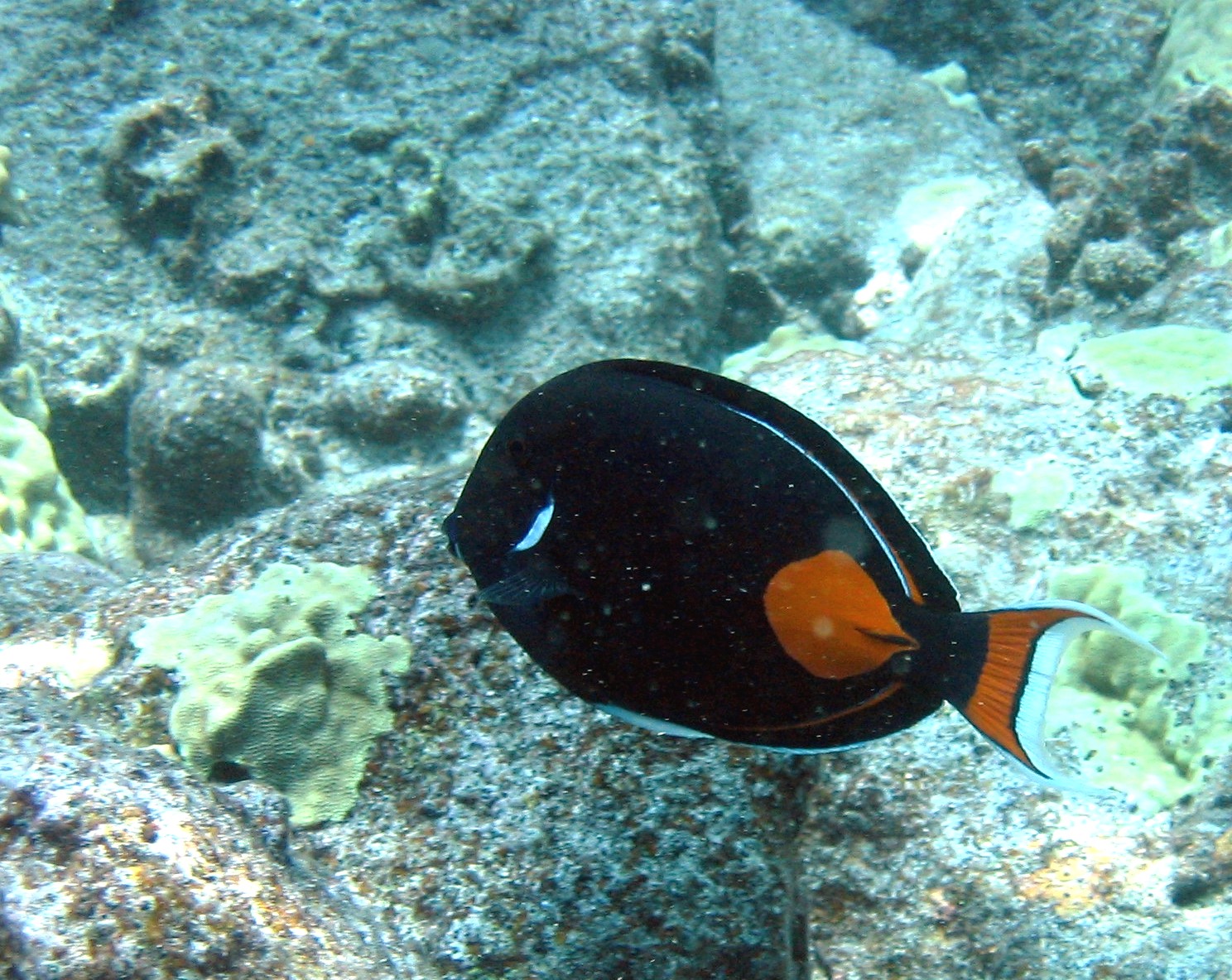 Land board extends fishing ban for Achilles tang in West Hawaiʻi