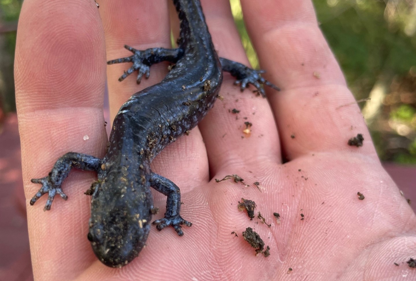 Perspective: Where to find a salamander | Northern Public Radio