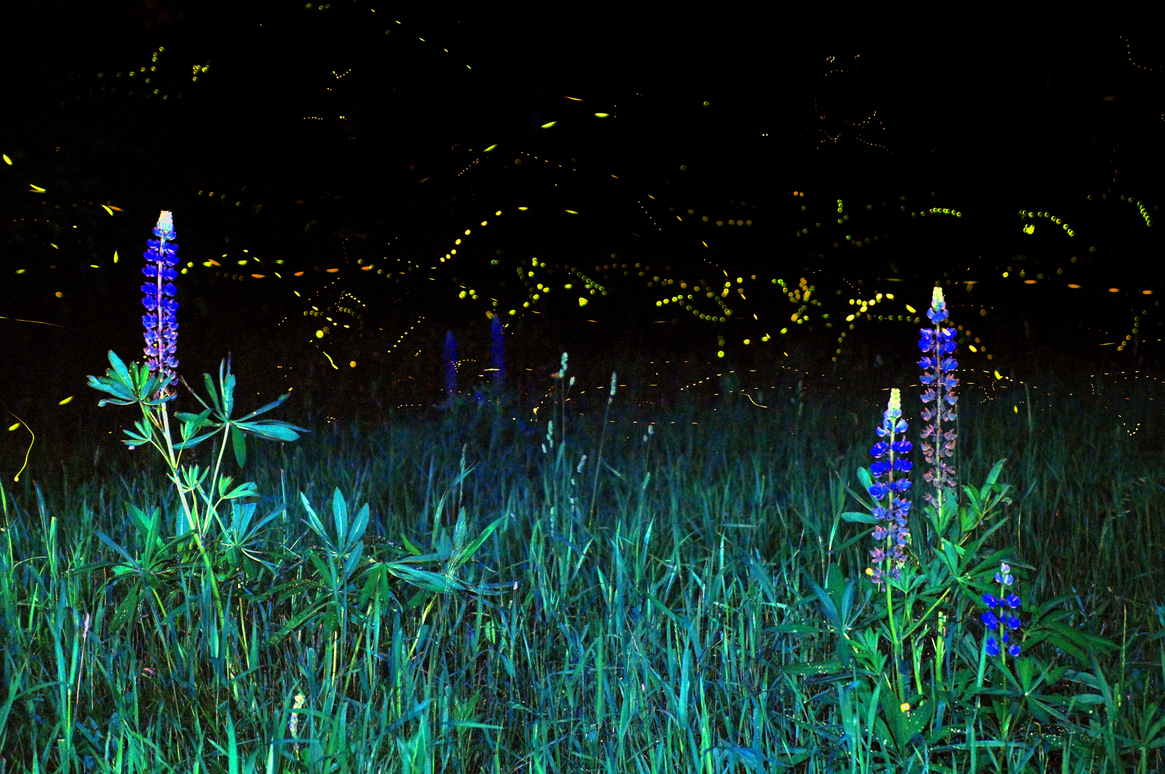 Something Wild: Why we're seeing more fireflies this summer | New
