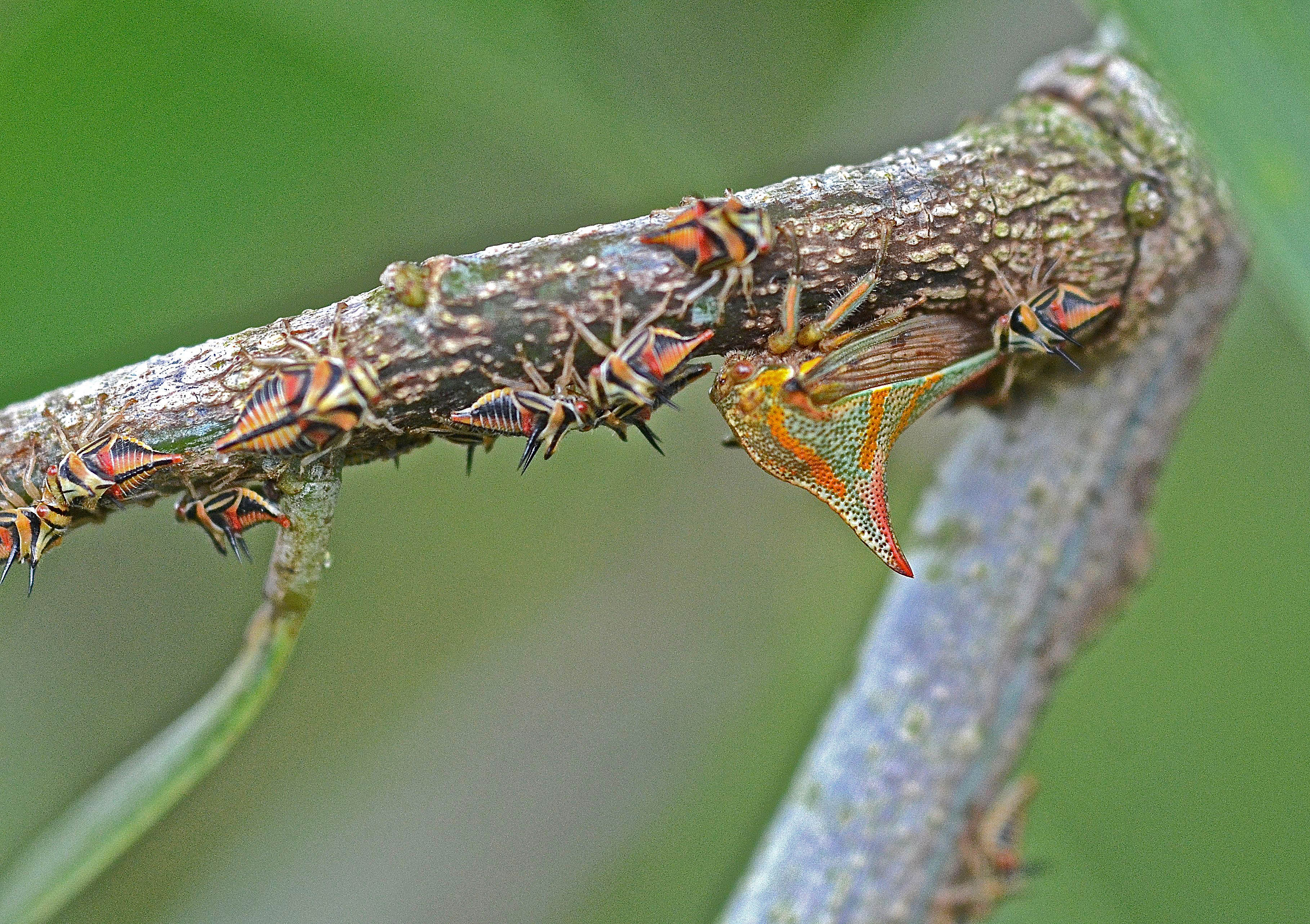 Thornbugs | WGCU News | PBS & NPR for Southwest Florida
