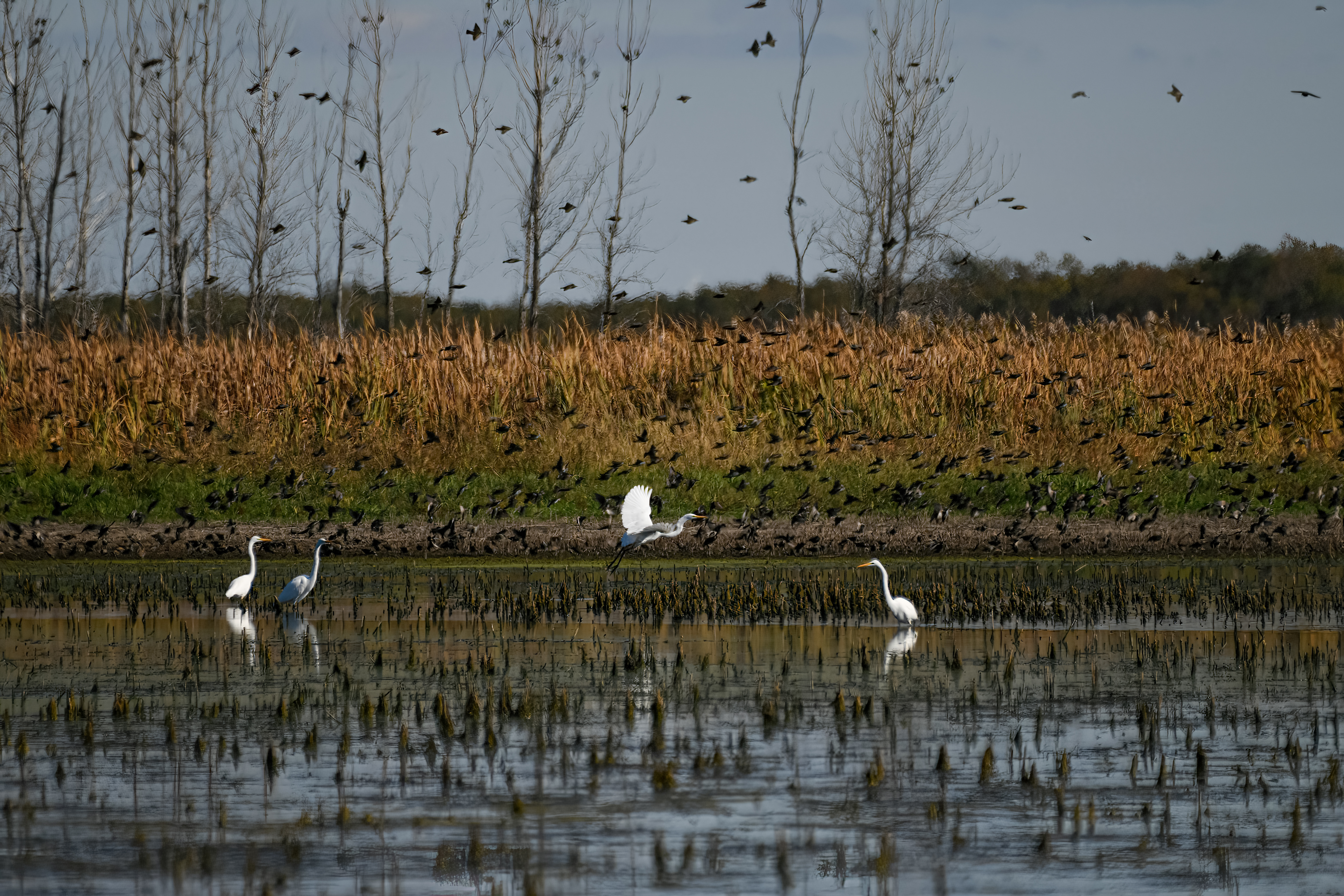 Some Republicans, Democrats, environmentalists, hunters, anglers, birders all want the same thing - Vimarsana News