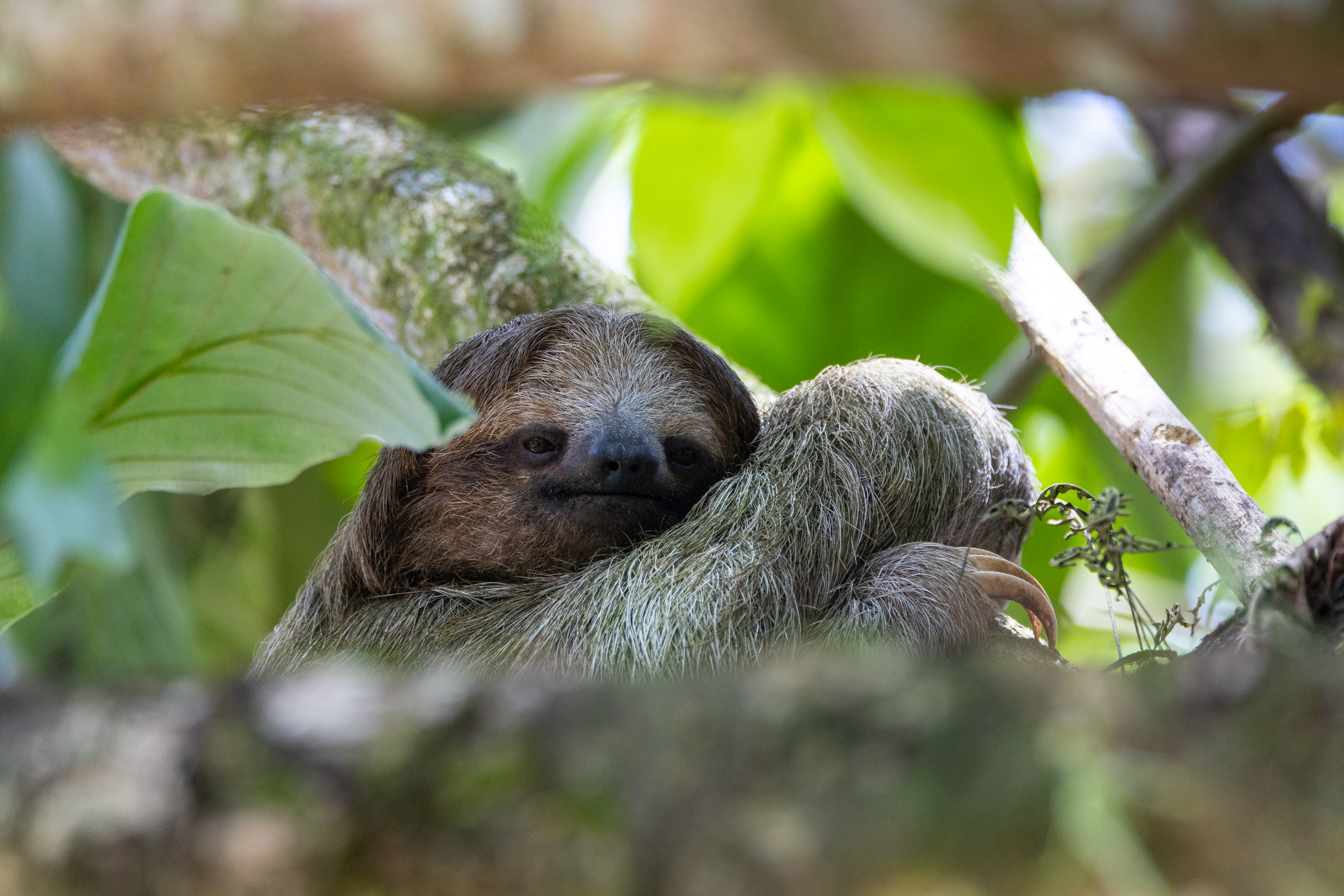 El rastro de turistas: El ecoturismo puede afectar a los animales silvestres, image size:3600x2401
