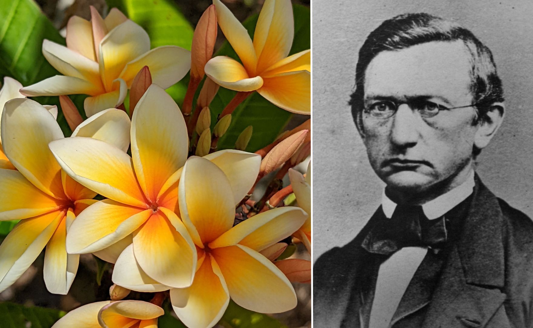 Famous 19th-century botanist William Hillebrand chats about his