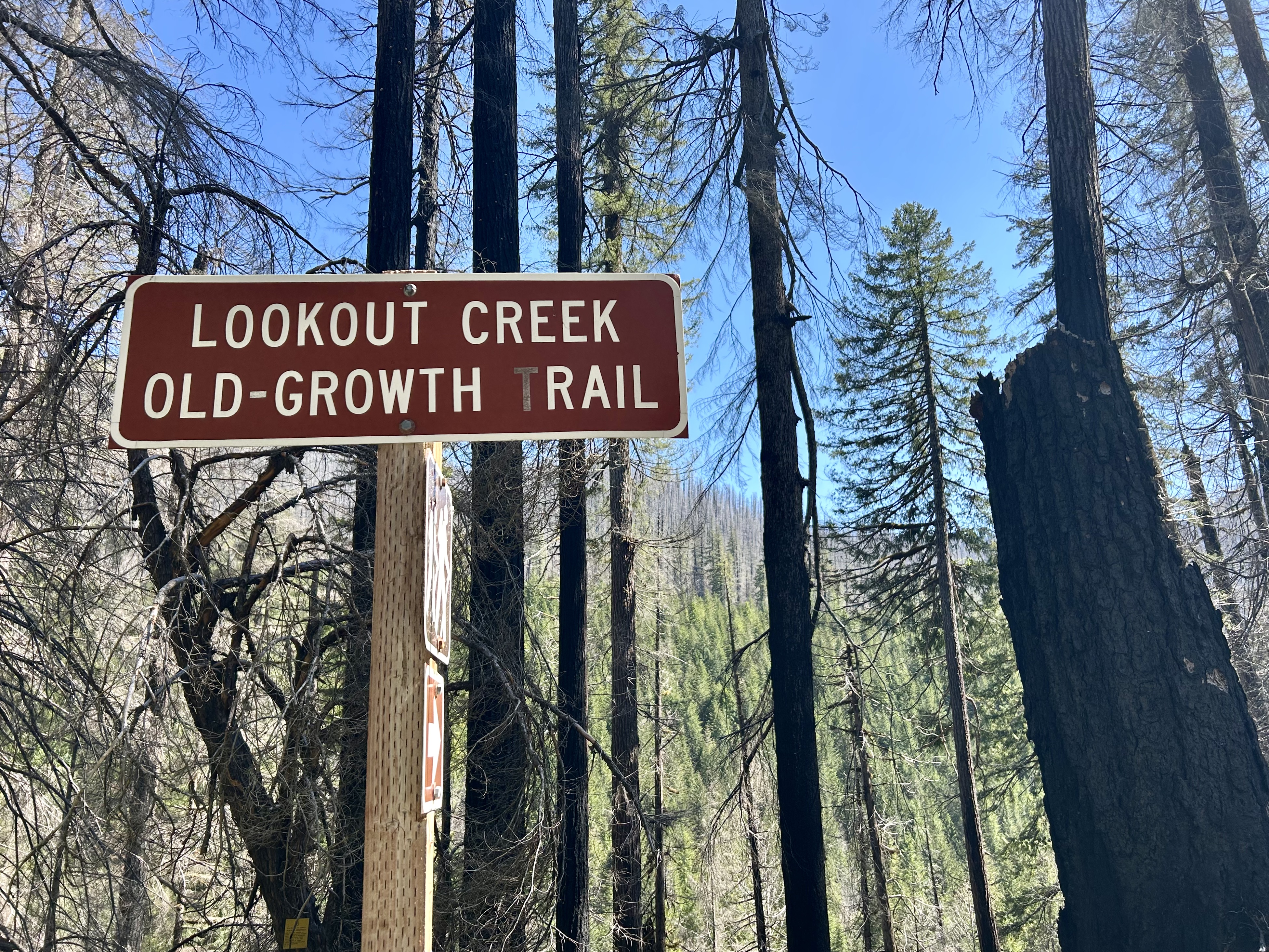 The Lookout Fire altered a forest completely, but it didn't change