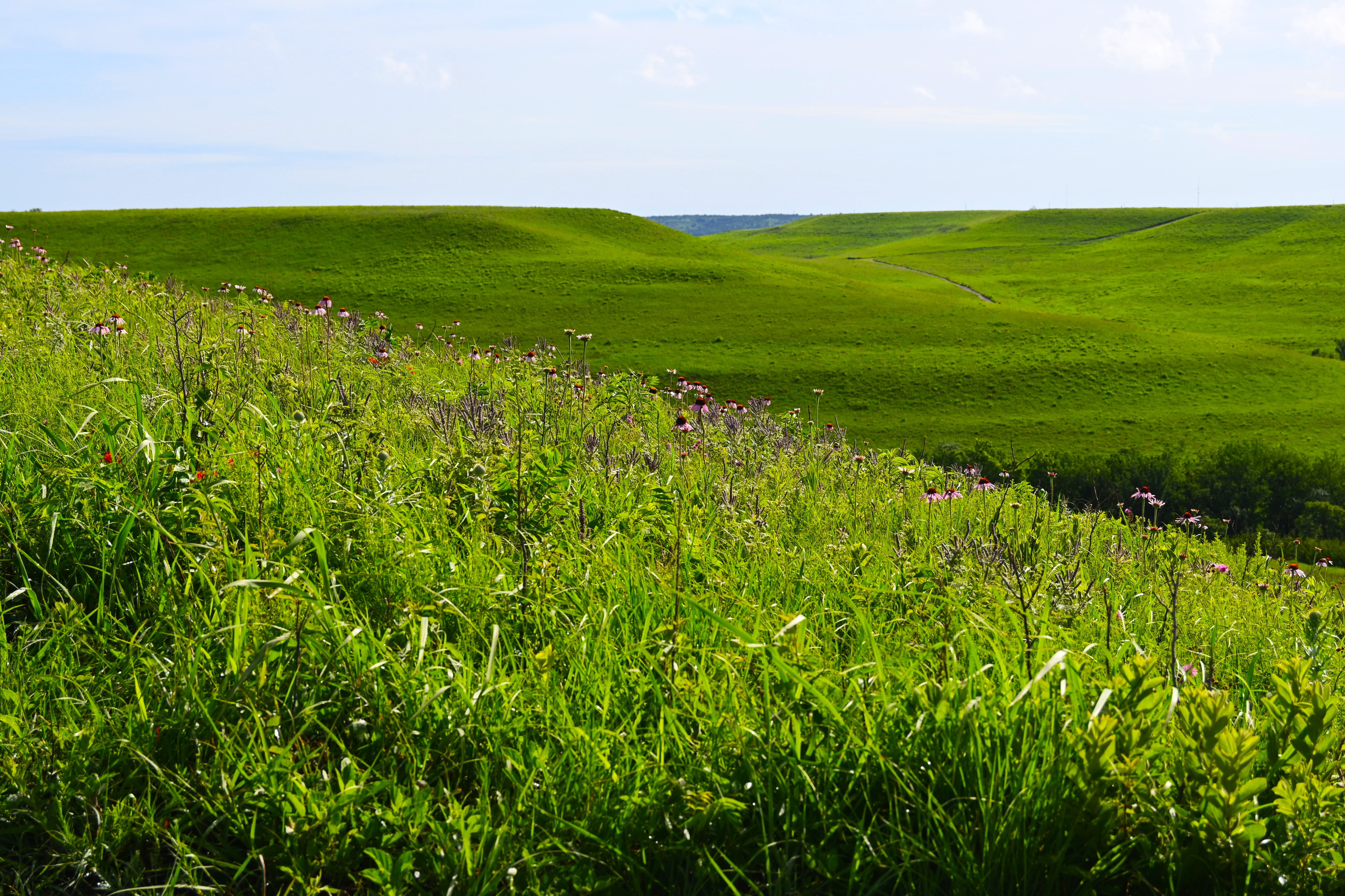 During the summer, wildflowers steal the show on Kansas