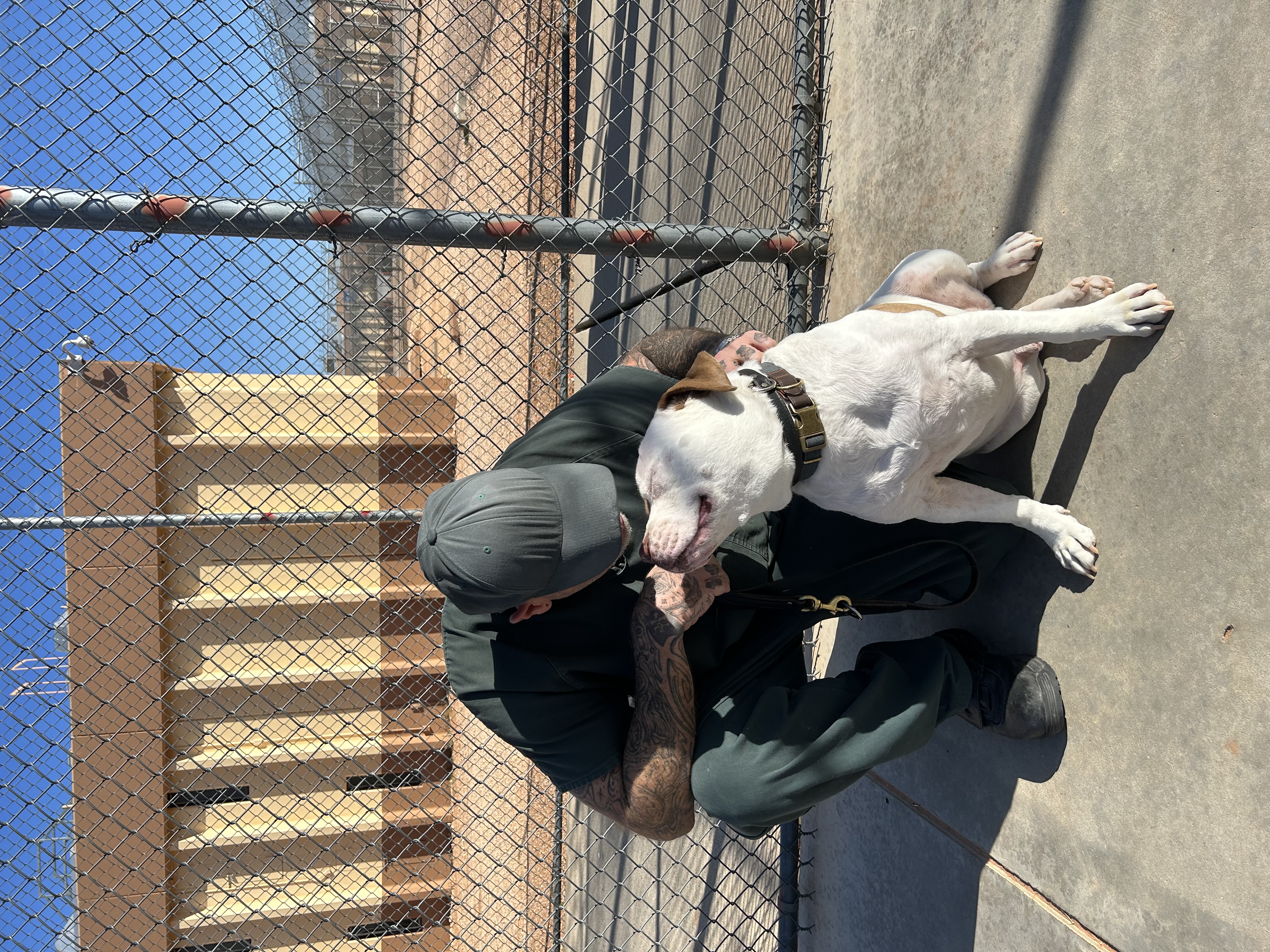 P.A.W.S. Program provides healing for both dogs and prison