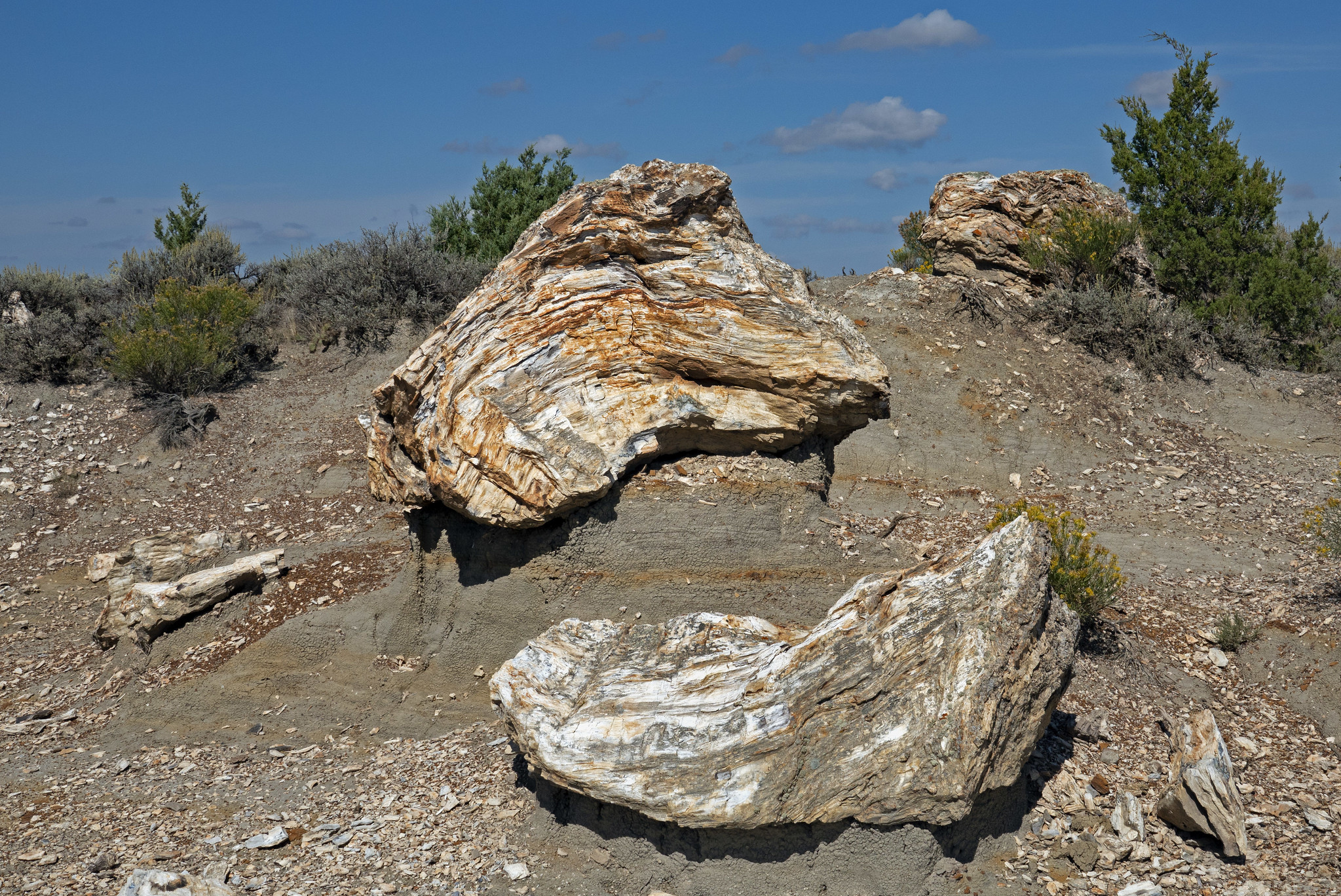 North Dakota's Petrified Forest | Prairie Public