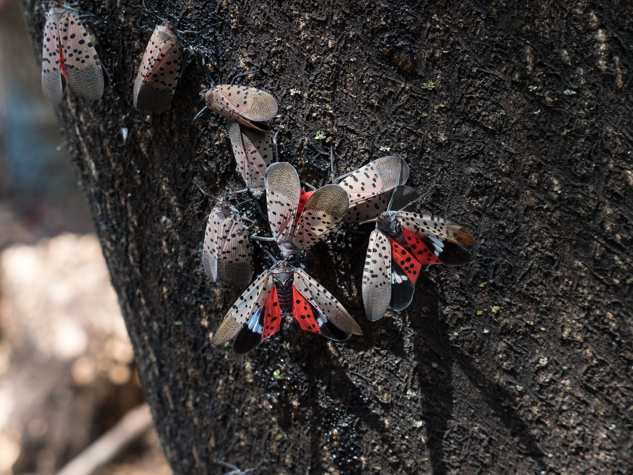 The spotted lanternfly is spreading in Ohio: What you should do about it - Vimarsana News