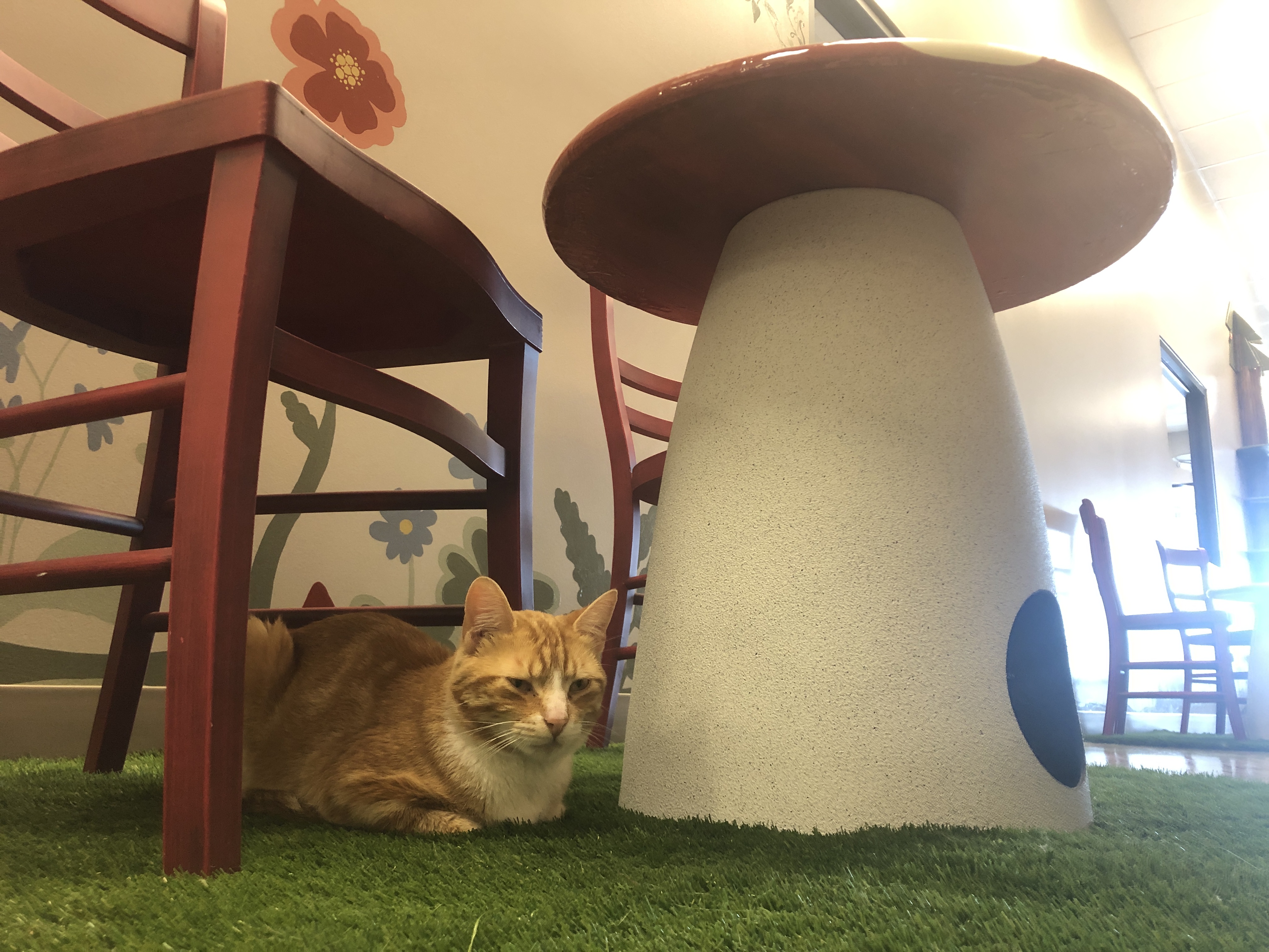 Fort Wayne's first 'cat café' opens its doors | WBOI - NPR News